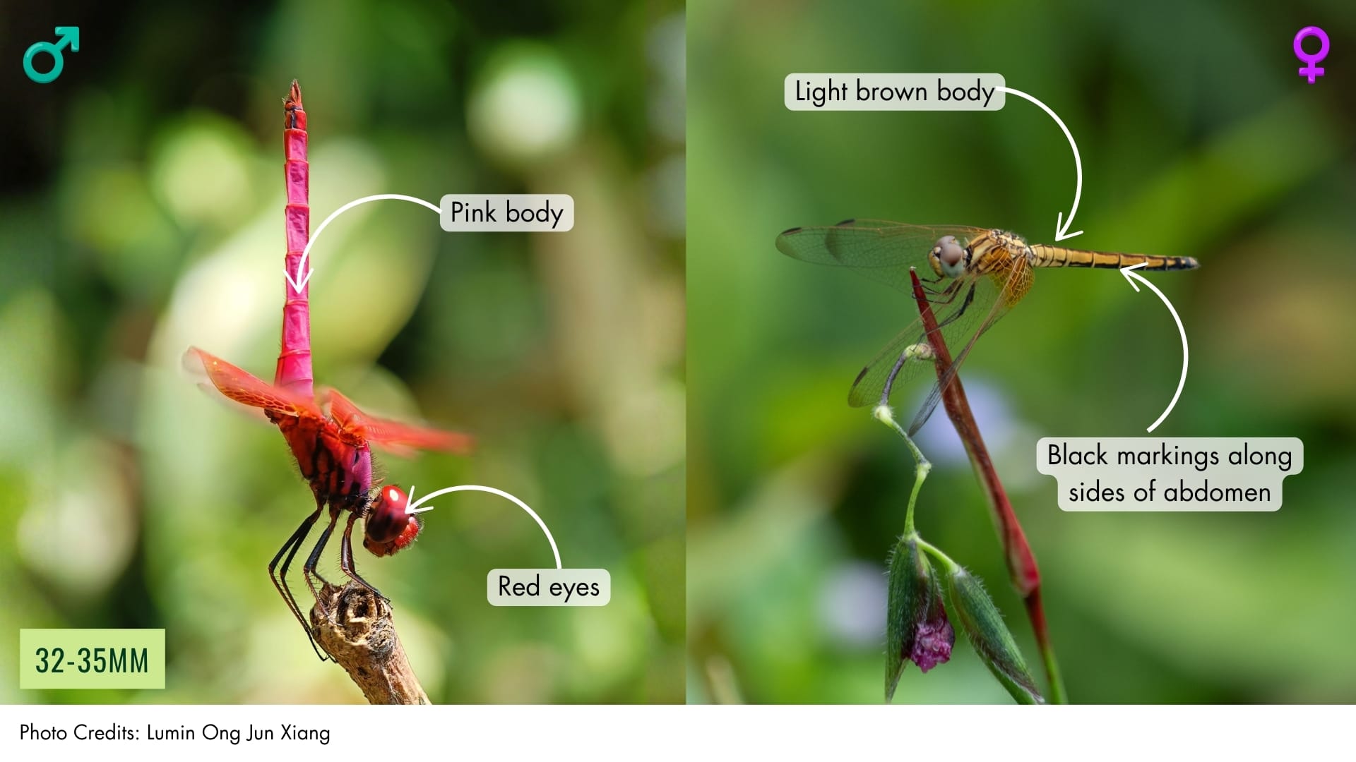 Crimson Dropwing